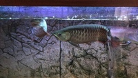 Highback arowana