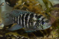 Blue Acara Juveniles - Natural Acara