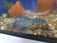 Blue lobster