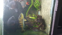 2 PEACOCK BASS £150 FOR BOTH