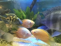 Red spotted severums. Kent