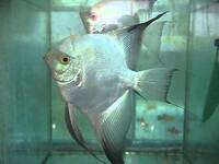 DISCUS, ,DISCUS,,DISCUS , TROPICAL FISH SALES.,,CHESHIRE OAKS DISCUS,DOMESTIC & WILDS. AROWANA, RAYs, L200 pleco