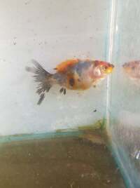 RARE FANCY GOLDFISH.. SHOW QUALITY