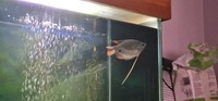 Red tail giant gourami 5/6 inches.