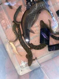 Bichirs + Rare Australian Catfish - SHIPPING AVAILABLE - UPDATED 08/09/2021