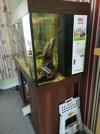 5ft Aquarium Plus Contents £300
