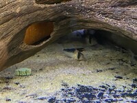 Angel fish and Corydoras for sale