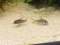 Angel fish and Corydoras for sale