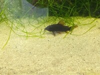 Angel fish and Corydoras for sale