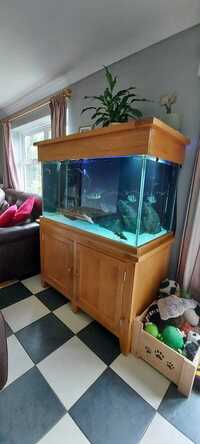 Oak Cabinet Aquarium 310ltrs plus accessories £400