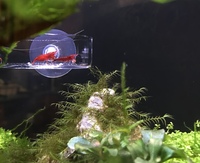 ‘Bloody Mary’ Cherry Shrimp (Neocaridina davidi)