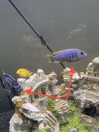 5 African cichlids £35