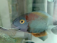 Red shoulder severum