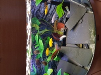F1 malawi fish adults and pairs for sale london