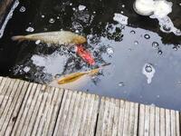 1 x Koi for sale.