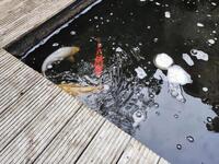 1 x Koi for sale.