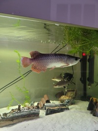 High back golden arowana £290