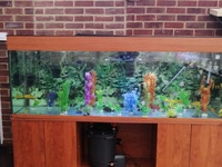 2m (6ft 6inches ) aquarium for sale.