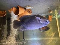 Giant red tail Gourami 15inch