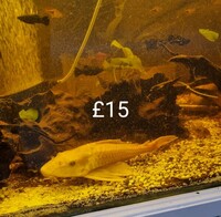 Fish for sale