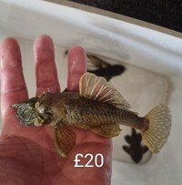 Fish for sale