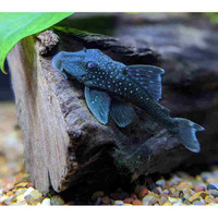 L128 BLUE PHANTOM PLECO - Hemiancistrus sp 2-3 inhes