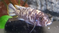Adult pair metraclima chizmulu mcat f1 fish v rare and in great condition