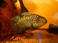 Jack Dempsey Cichlid