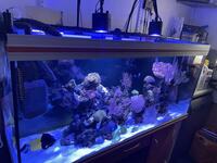 Reef EQUIPMENT FOR SALE , reef wave , kelo kessil light, FX6 etc