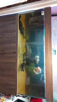 £250 Large 6.5ftx2.5ftx2.5ft 1400ltr fishtank for sale cheap along with all equipment. Large fish