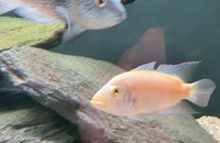 Cyano Texas Cichlid pair and pink Jack dempsey