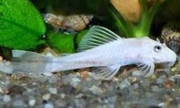 Snow White Ancistrus £5 each