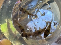 SUPER RARE F1 Corydoras sp. CW004 (Ancestor)