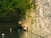 SUPER RARE F1 Corydoras sp. CW004 (Ancestor)