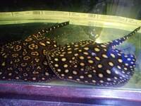 Black diamond stingray, 2 males £350 for both