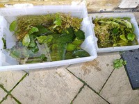 Freshwater Plants for sale - lots.