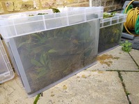Freshwater Plants for sale - lots.