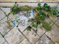 Freshwater Plants for sale - lots.