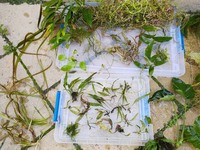 Freshwater Plants for sale - lots.