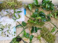 Freshwater Plants for sale - lots.