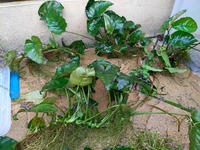 Freshwater Plants for sale - lots.