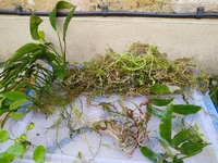 Freshwater Plants for sale - lots.