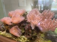 Fish and Corals for sale