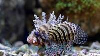 Dwarf Fuzzy Lionfish for sale £40