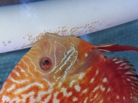 Proven discus breeding pair