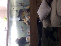 Pygocentrus group for sale please read ad open to offers