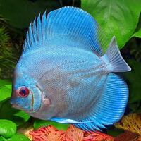 stunning 3 inch Blue Diamond Discus- Symphysodon sp.