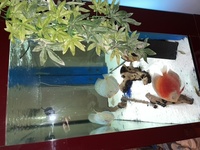 CLEAIR AQUATICS FISH TANK RARE COMPLETE JOB LOT AND MORE