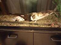 FRESHWATER CLARIUS CATFISH CLARIUS BATRACHUS APPROX 12 Inches