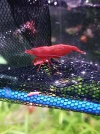 12x Bloody Mary Neocaridina Shrimp - UK BRED - Young Adults